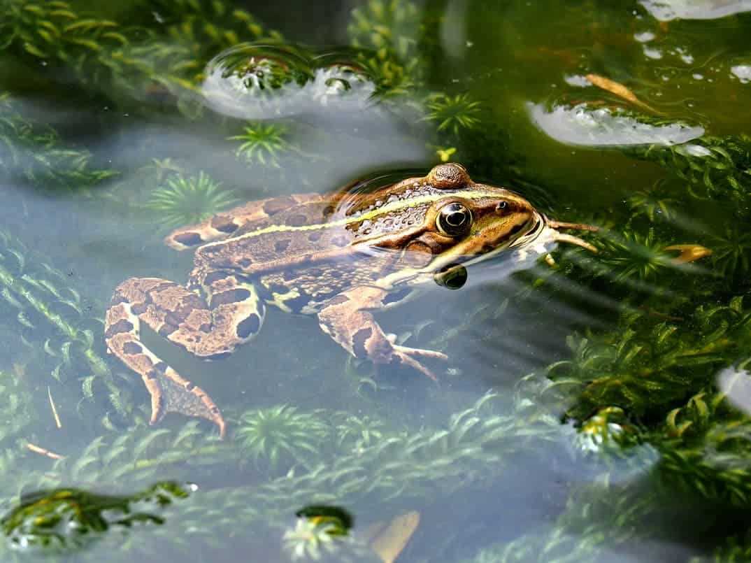 Aquatic Predators: What Can Eat a Frog