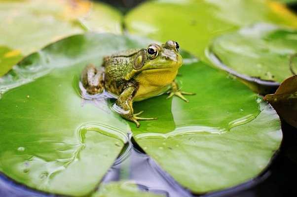 What can eat a frog