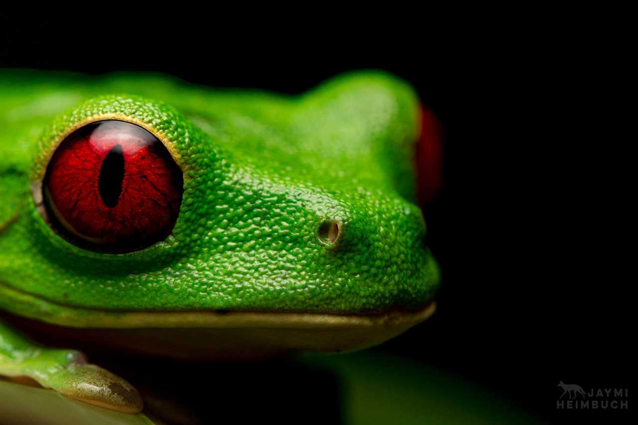 Unique Eye Colors in Frogs