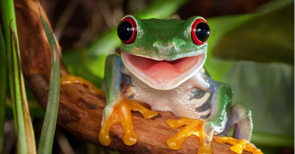 The Importance of Proper Nutrition for Baby Tree Frogs