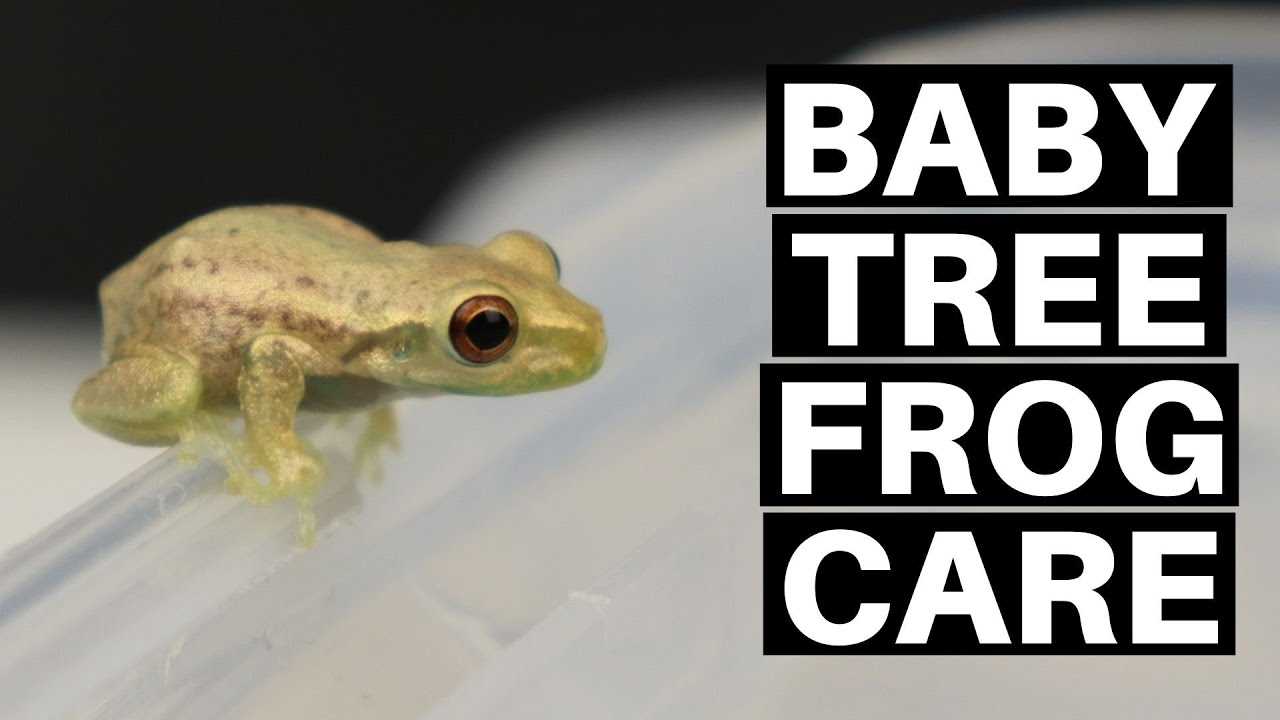 What do baby tree frogs eat
