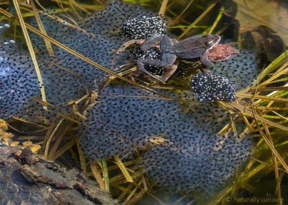 Coloration and Texture of Frog Eggs