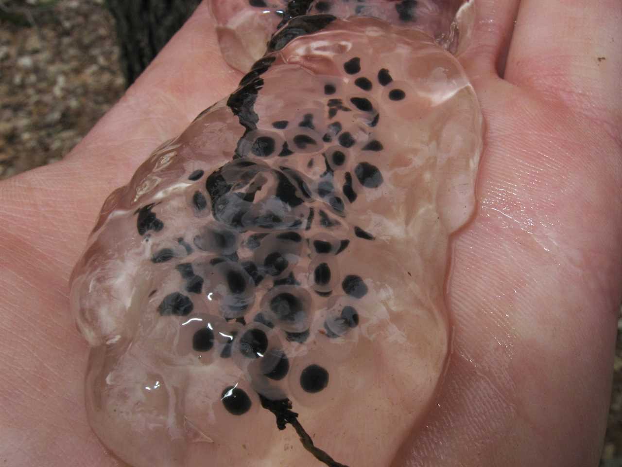 What Do Frog Eggs Look Like?