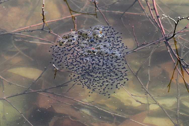 What do frog eggs look like in a pool