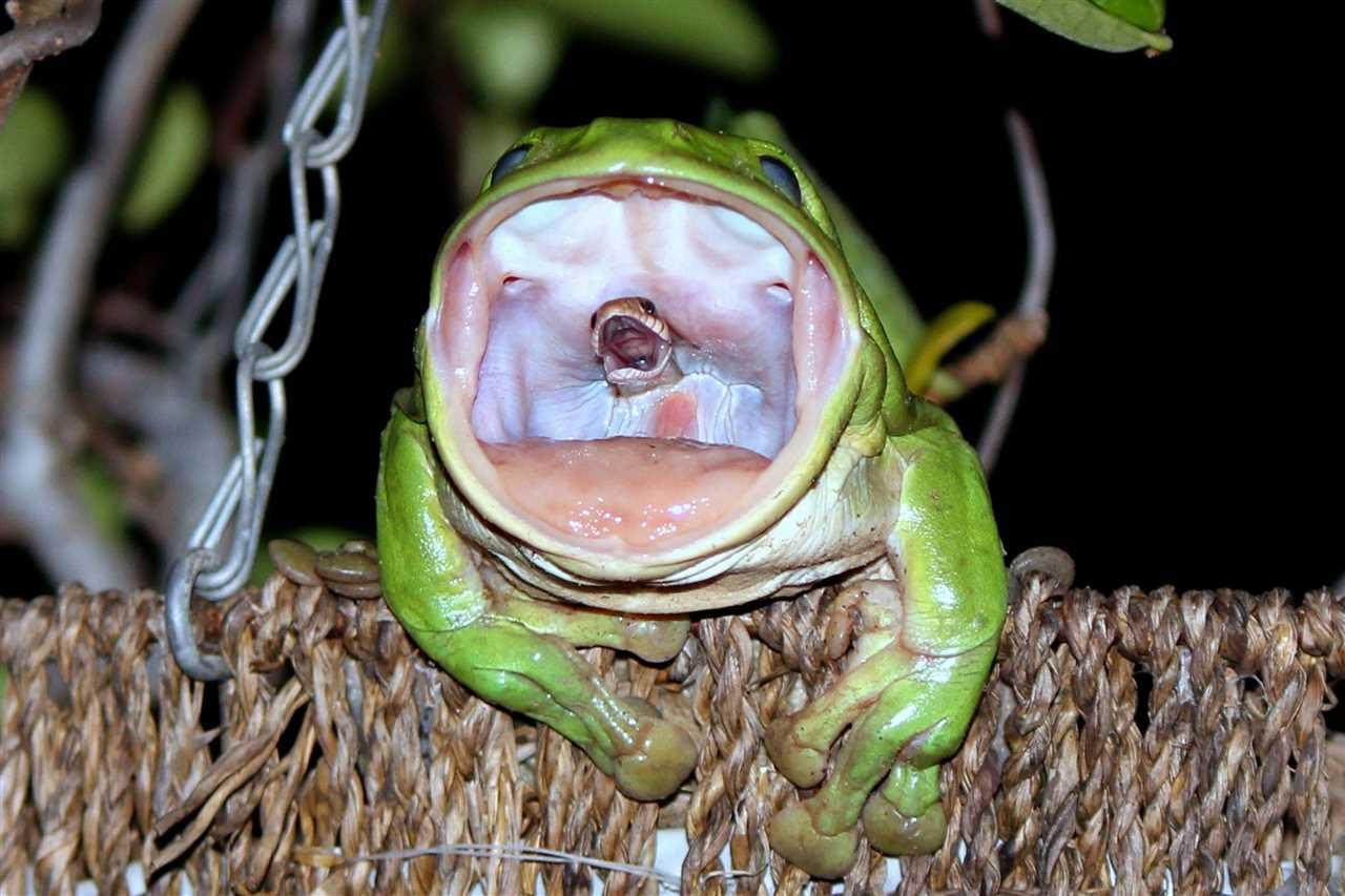 What Insects Do Green Tree Frogs Eat?