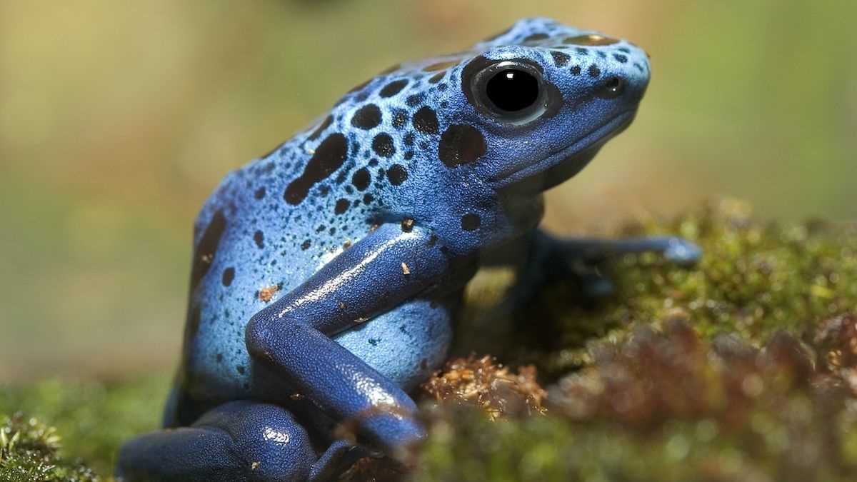 Dietary Differences Between Male and Female Poison Dart Frogs