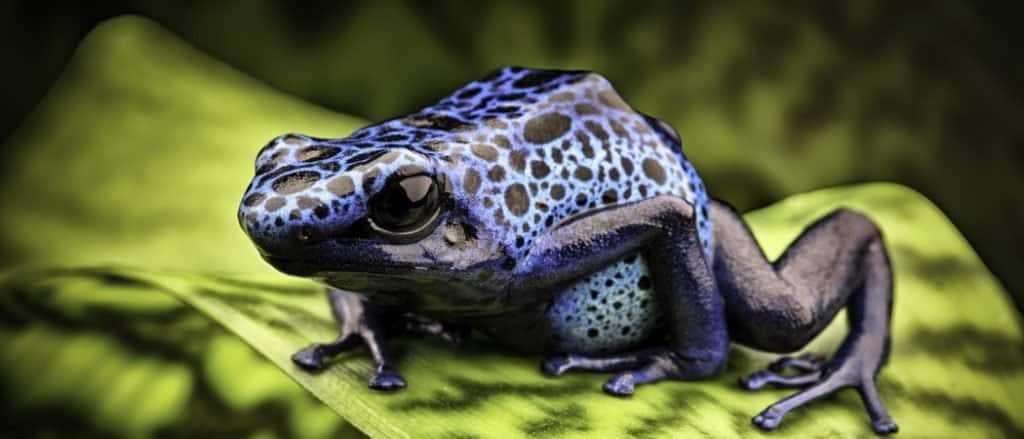 Do Poison Dart Frogs Eat Other Invertebrates?