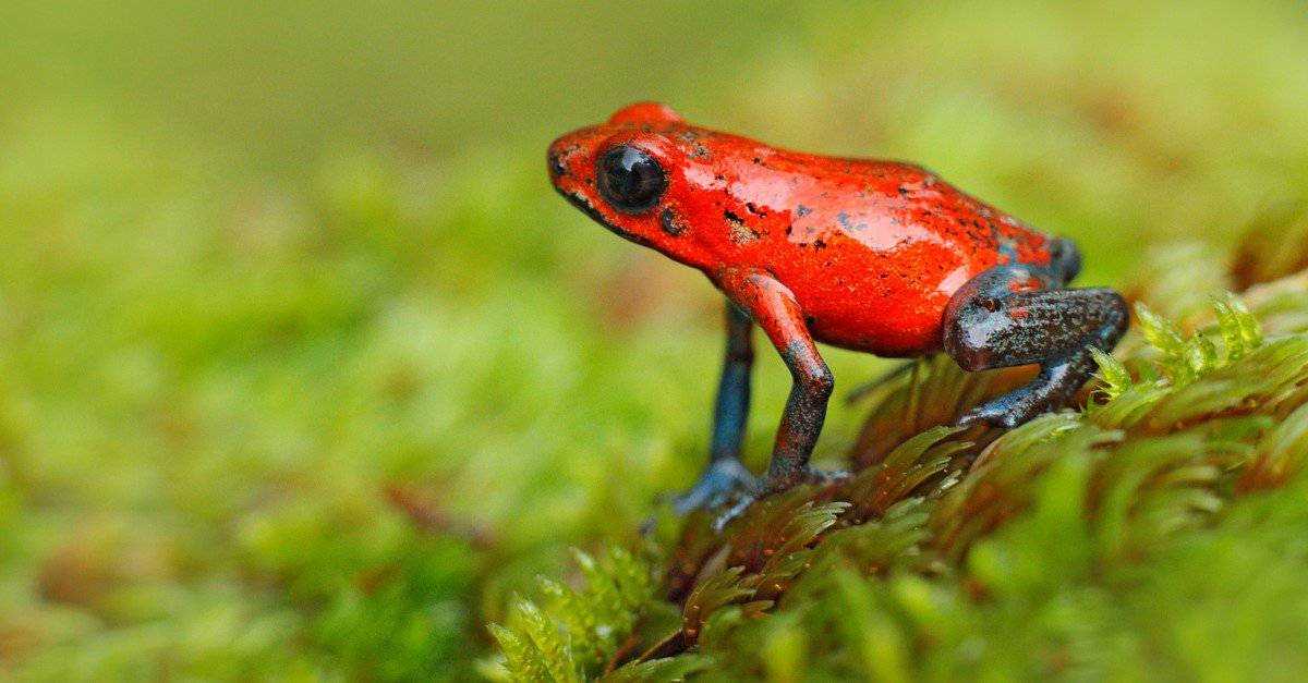 What Kind of Spiders Do Poison Dart Frogs Eat?