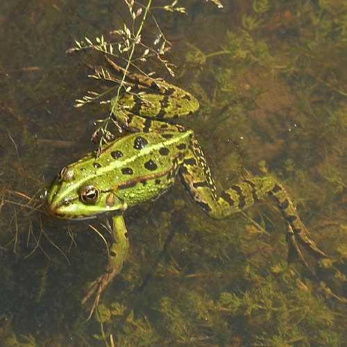 What Do Pond Frogs Eat?