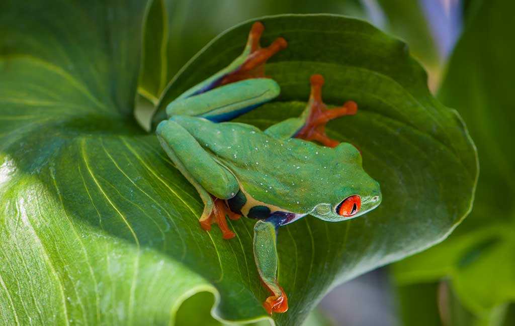 Natural Habitat of Red Eyed Tree Frogs
