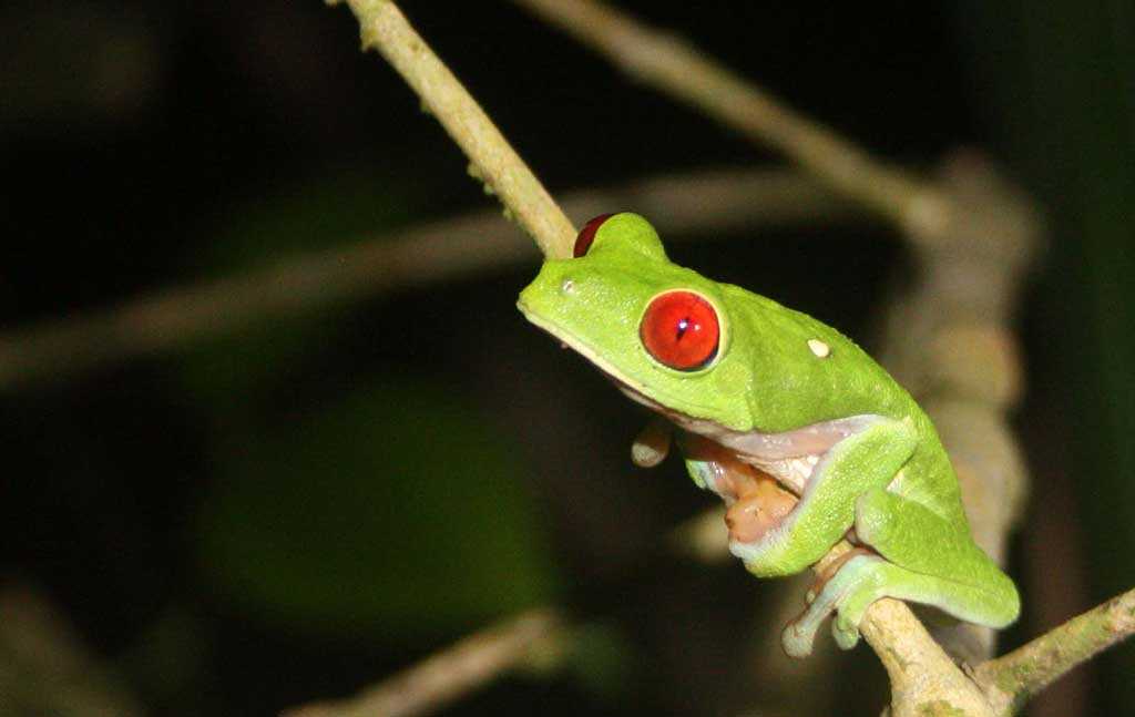 Overview of Red Eyed Tree Frogs