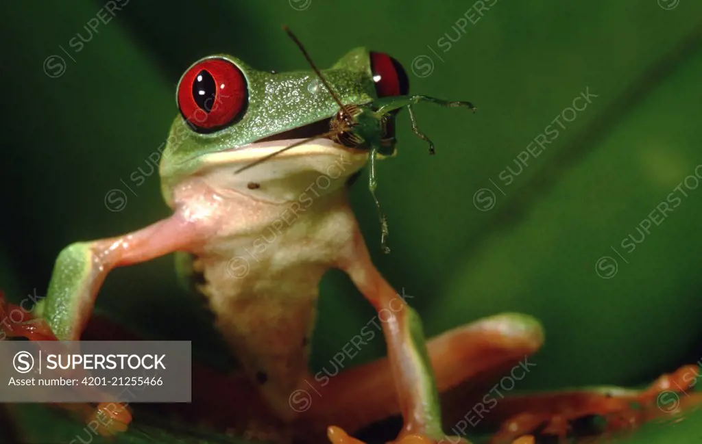 What do red eyed tree frogs eat