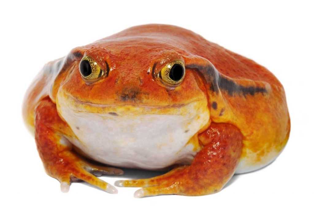 Conservation Efforts to Protect Tomato Frog's Natural Food Sources