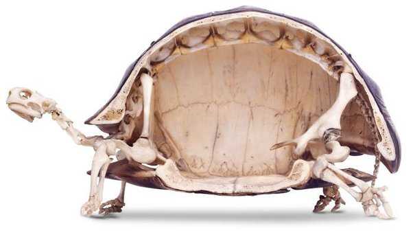 Turtles Without Shells: Uncovering the Hidden Beauty