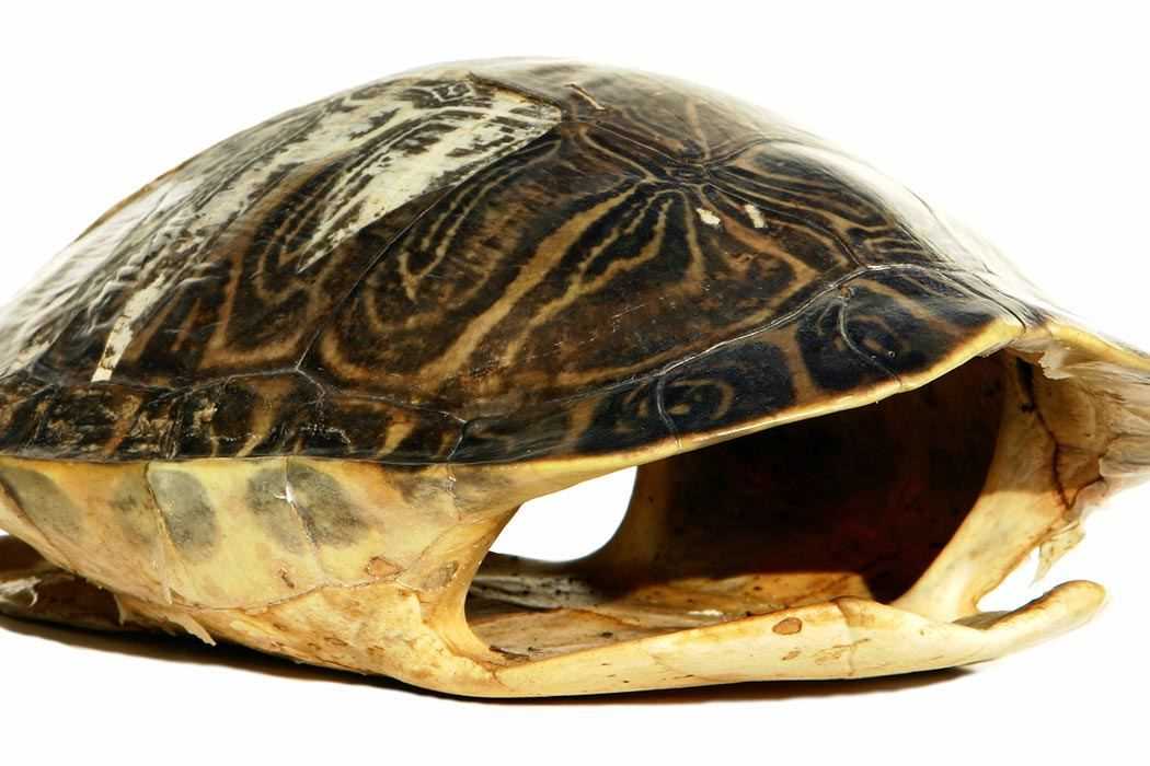 What do turtles look like without a shell