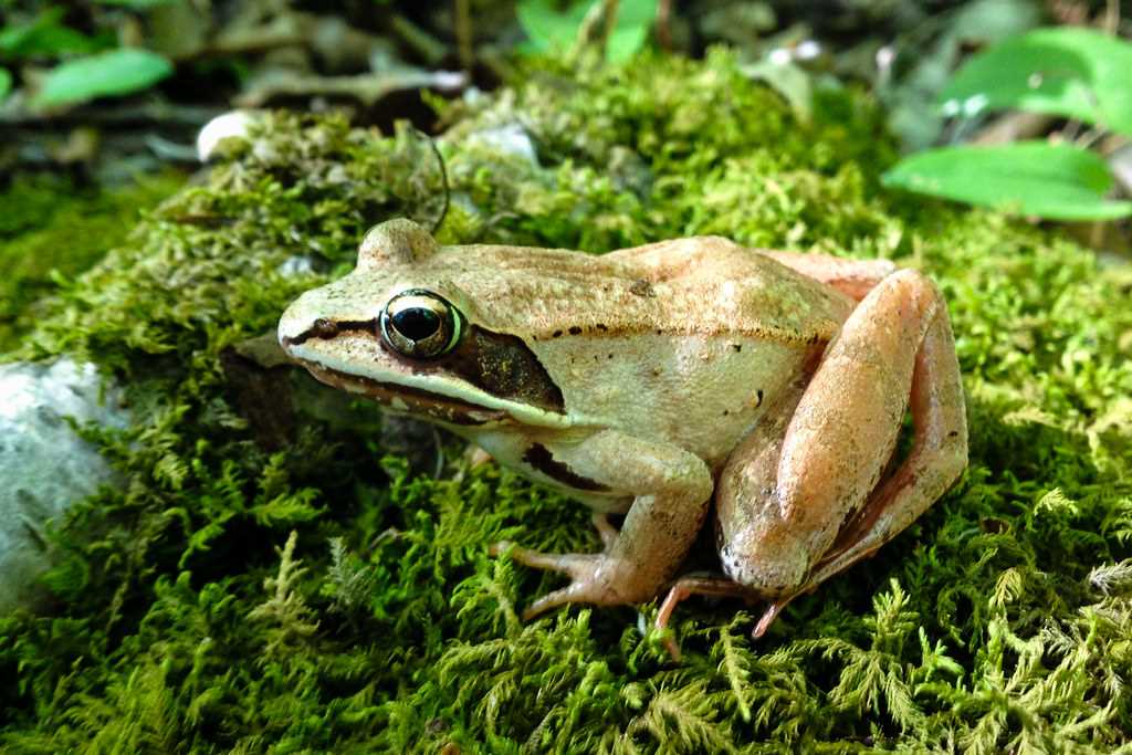 Wood frog diet revealed: What do they really eat? - Vital Frog