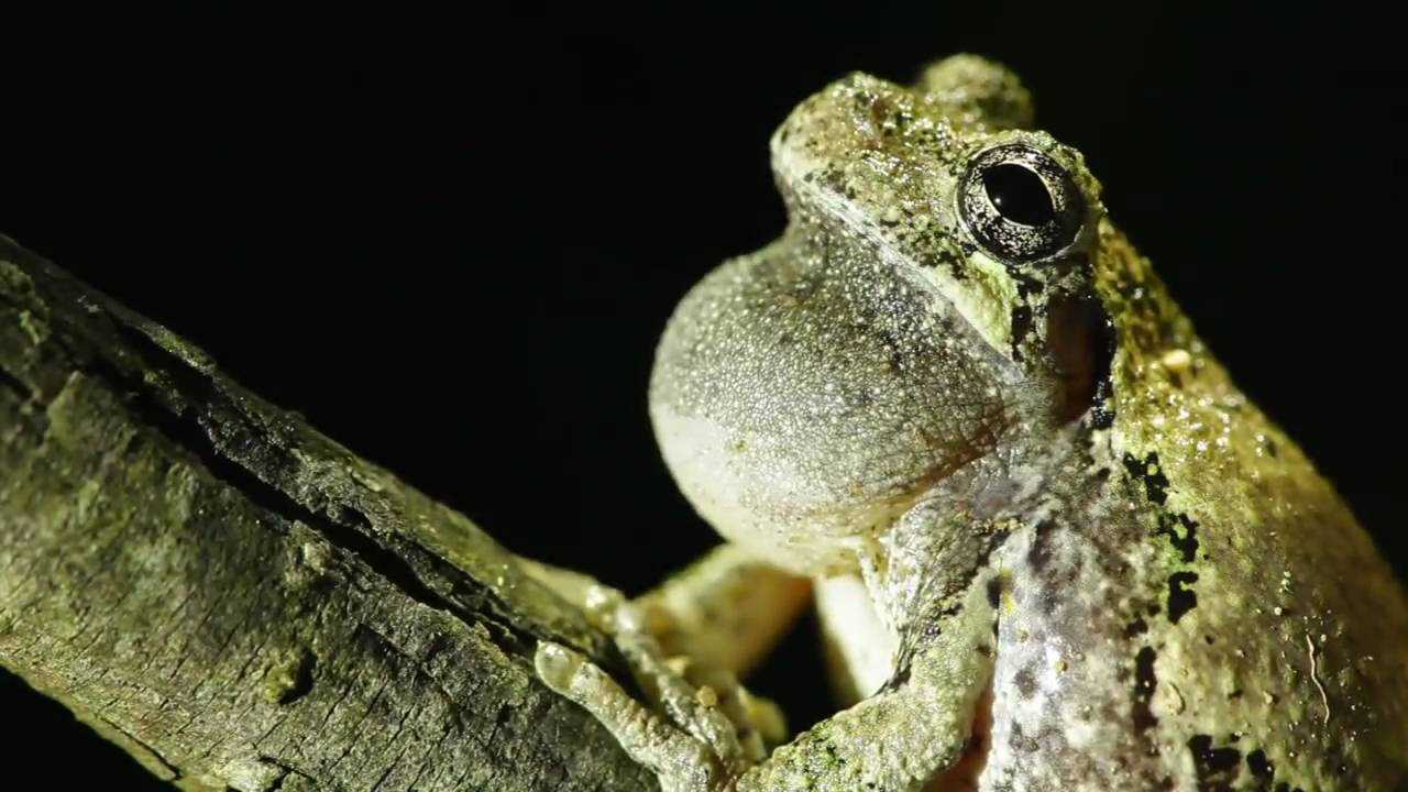 Tips for Listening to the Nighttime Frog Chorus