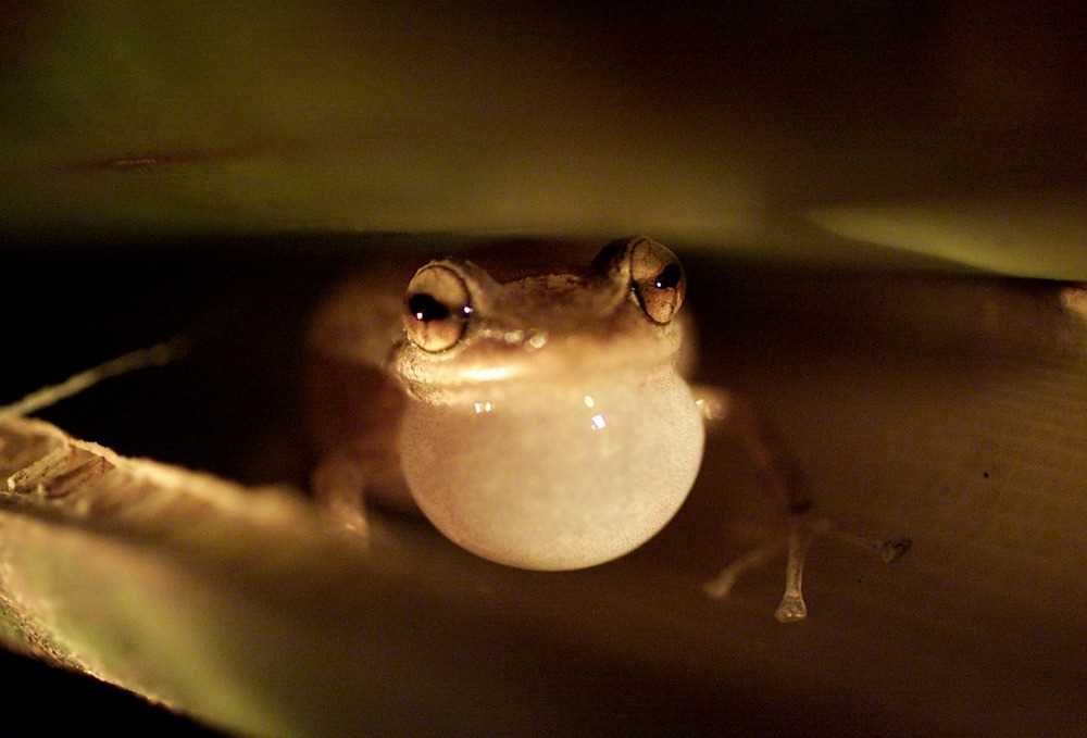 The Science Behind Frog Sounds: How Do They Produce Their Chirps?