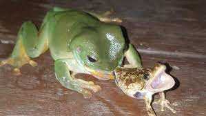 What eats tree frogs