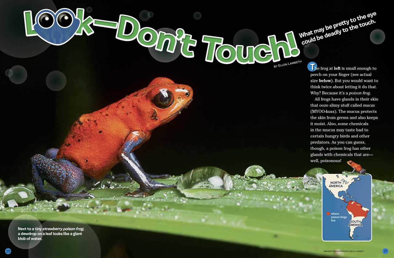 Myth 1: Touching a frog will give you warts