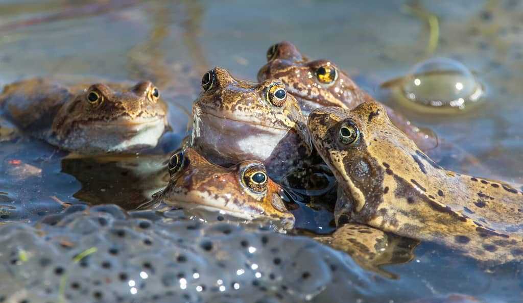 What is the Collective Noun for Frogs?