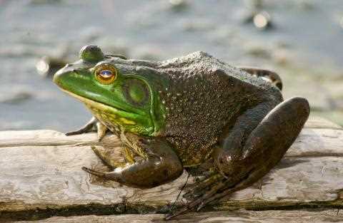 Best Locations for Frog Gigging