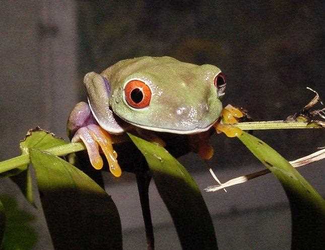 Threats to Tree Frog Populations and Conservation Efforts