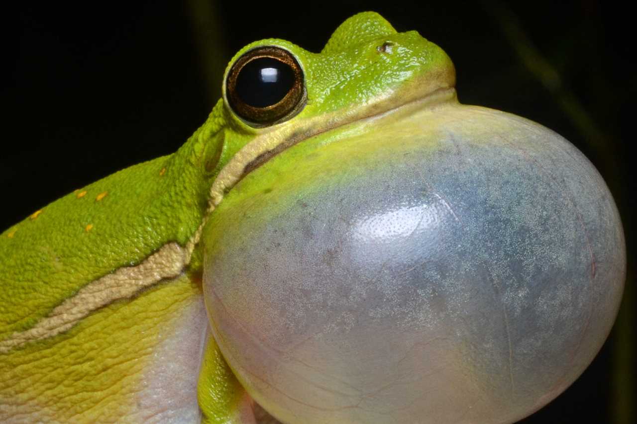 What sound do tree frogs make