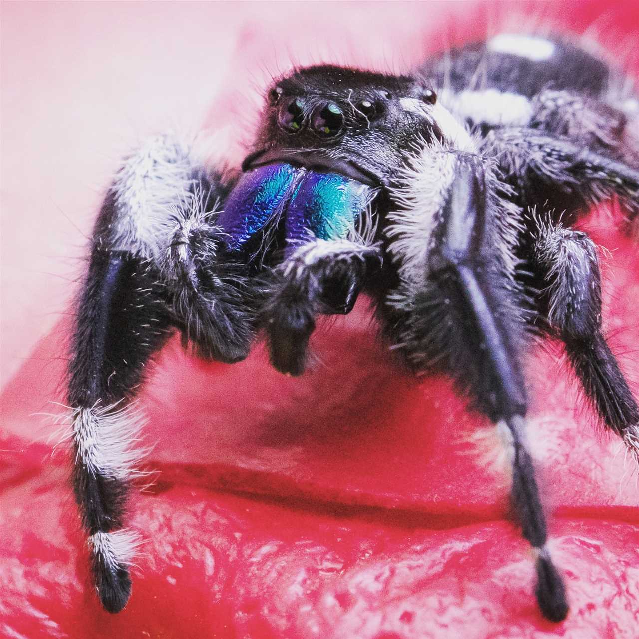 What to feed a jumping spider