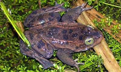 Wetlands: The Ideal Frog Environment