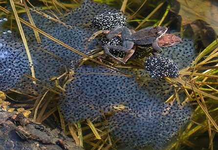 Conservation Efforts to Protect Frog Egg Laying Areas