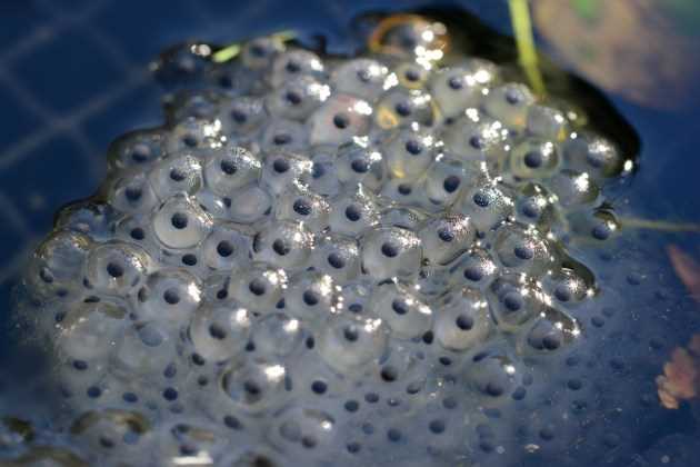 How Citizen Science Can Contribute to Discovering Frog Egg Laying Spots