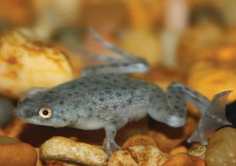 Where to buy african dwarf frog