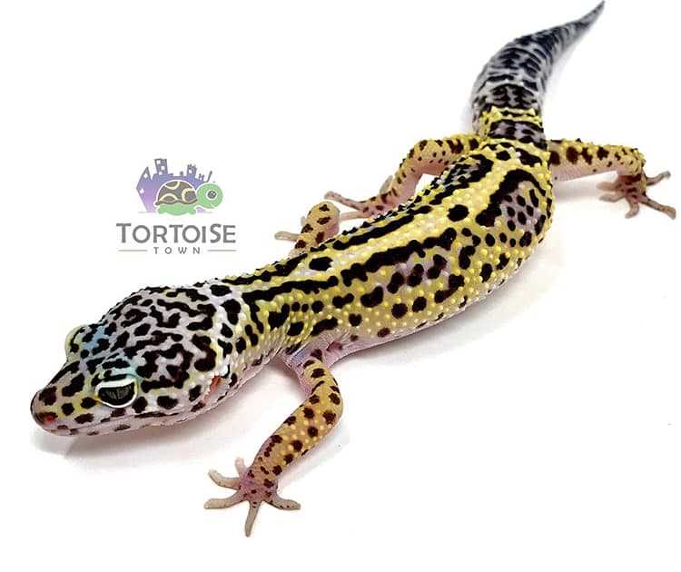 Caring for White Leopard Geckos