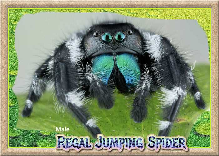 White regal jumping spider