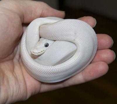 Marvels of Nature: White Snakes with Blue Eyes