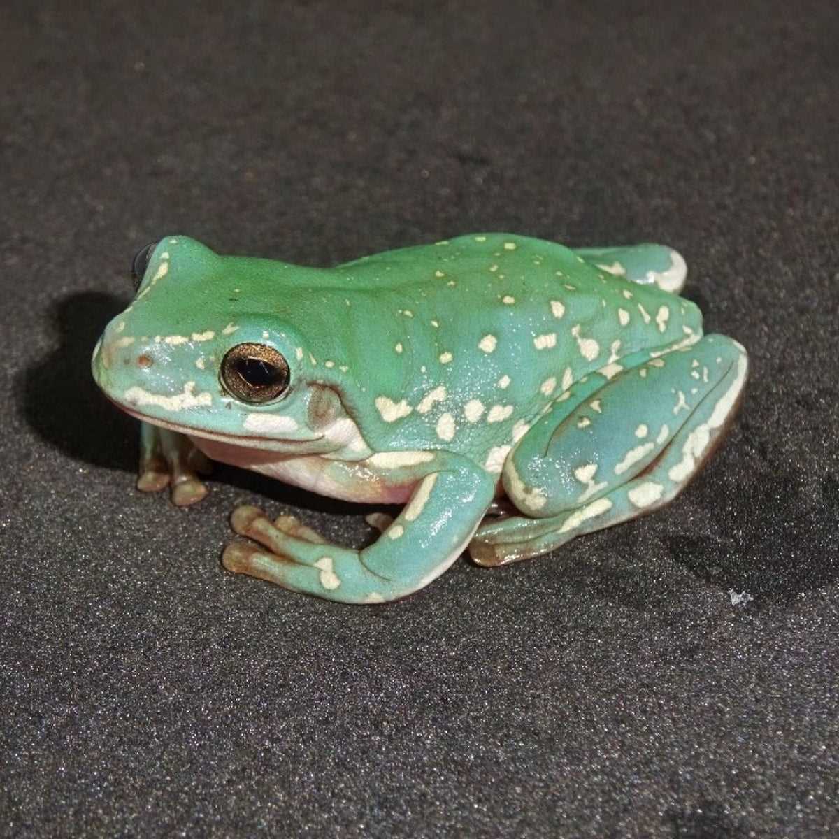 The Popular White Tree Frog Morphs in the Pet Trade