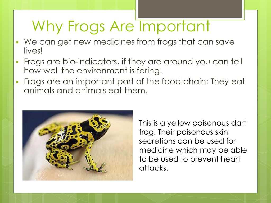Frogs are Important for Water Conservation