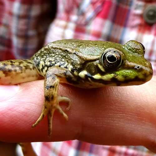 The decline of frog populations