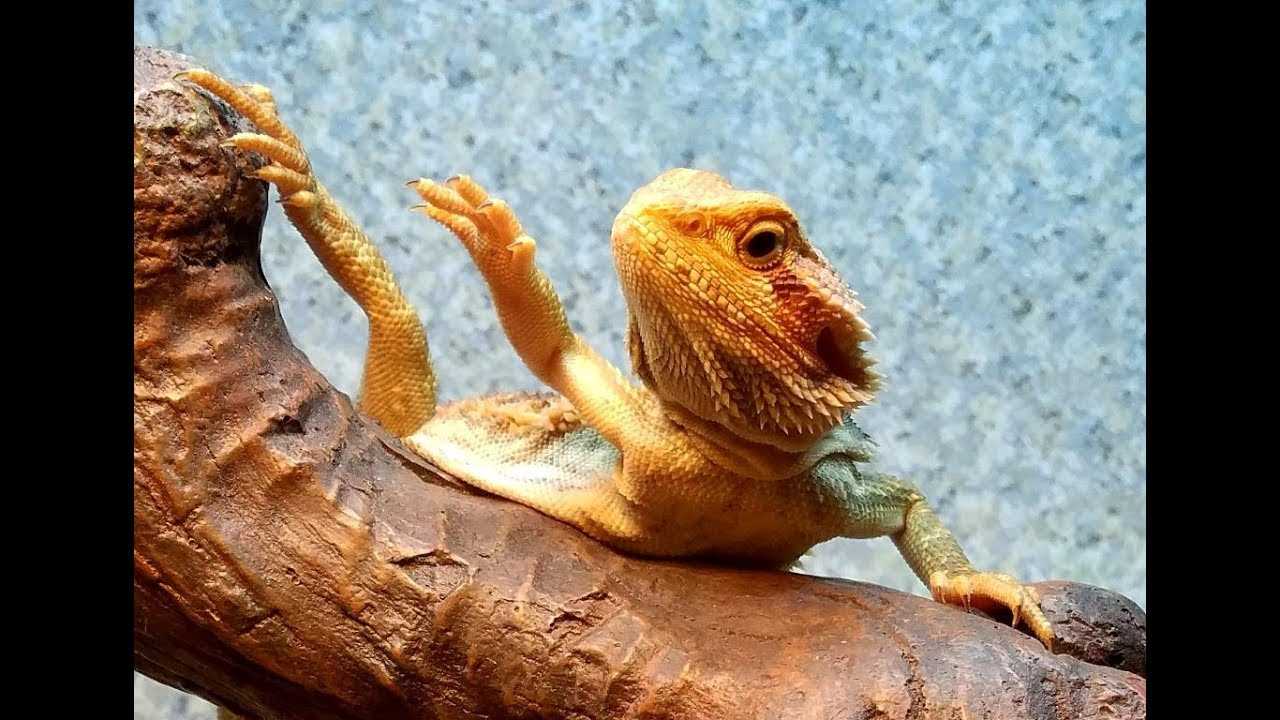 Reasons and Explanations for Bearded Dragons Waving - Vital Frog