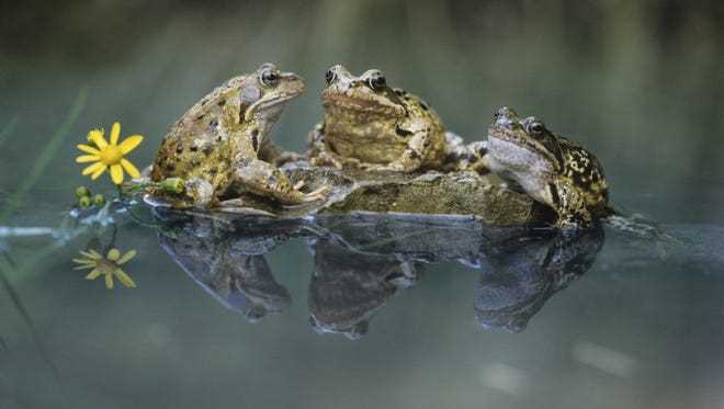 Adaptations of Frogs to Rainy Weather