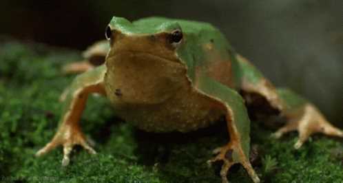 Why do frogs croak at night
