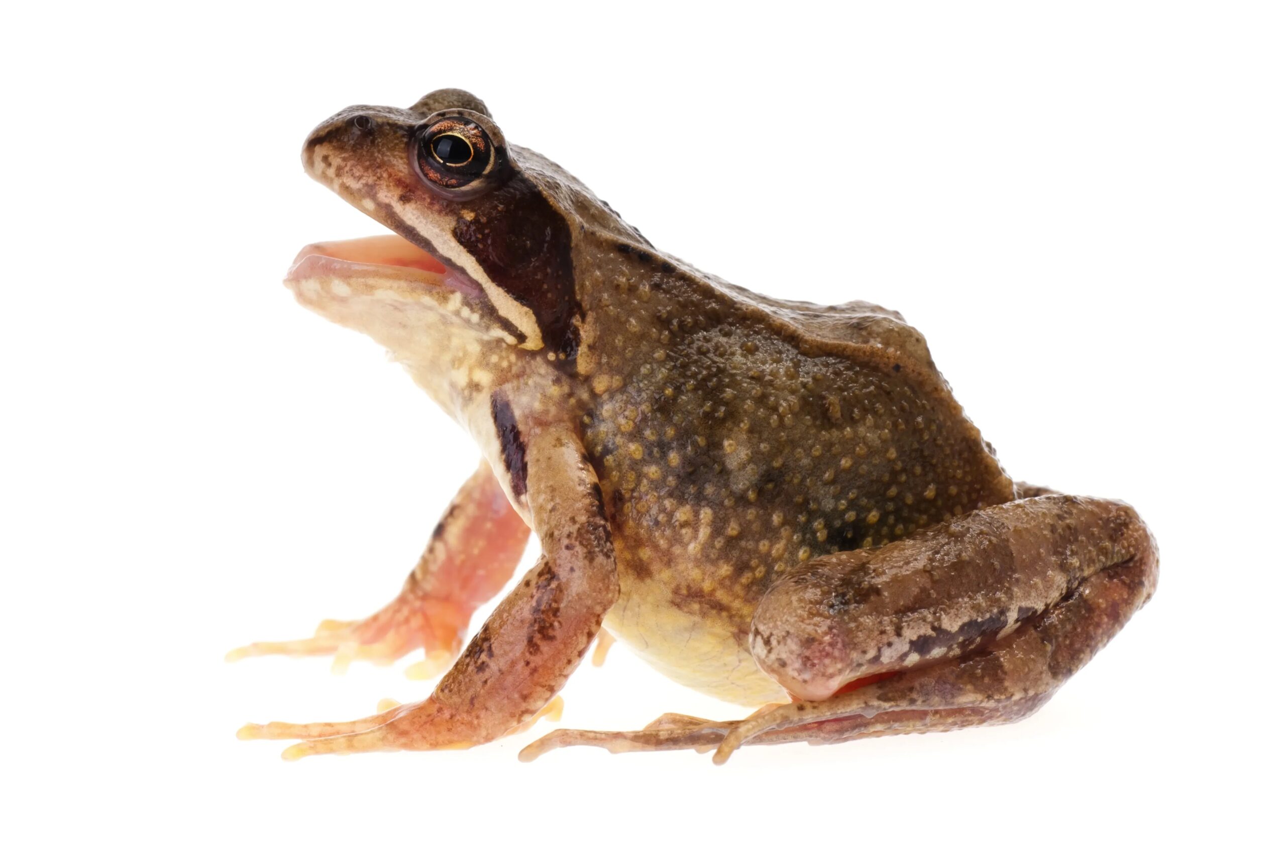 The Role of Environment in Frog Screaming