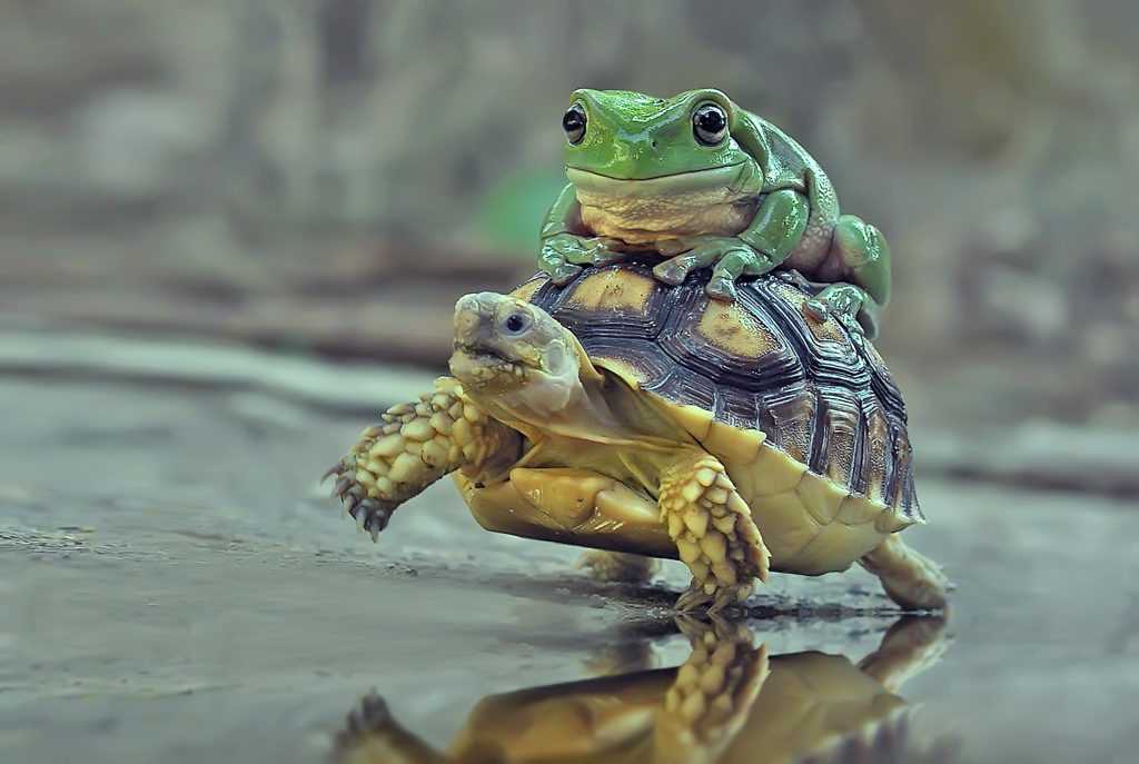 Why do frogs sit on each other