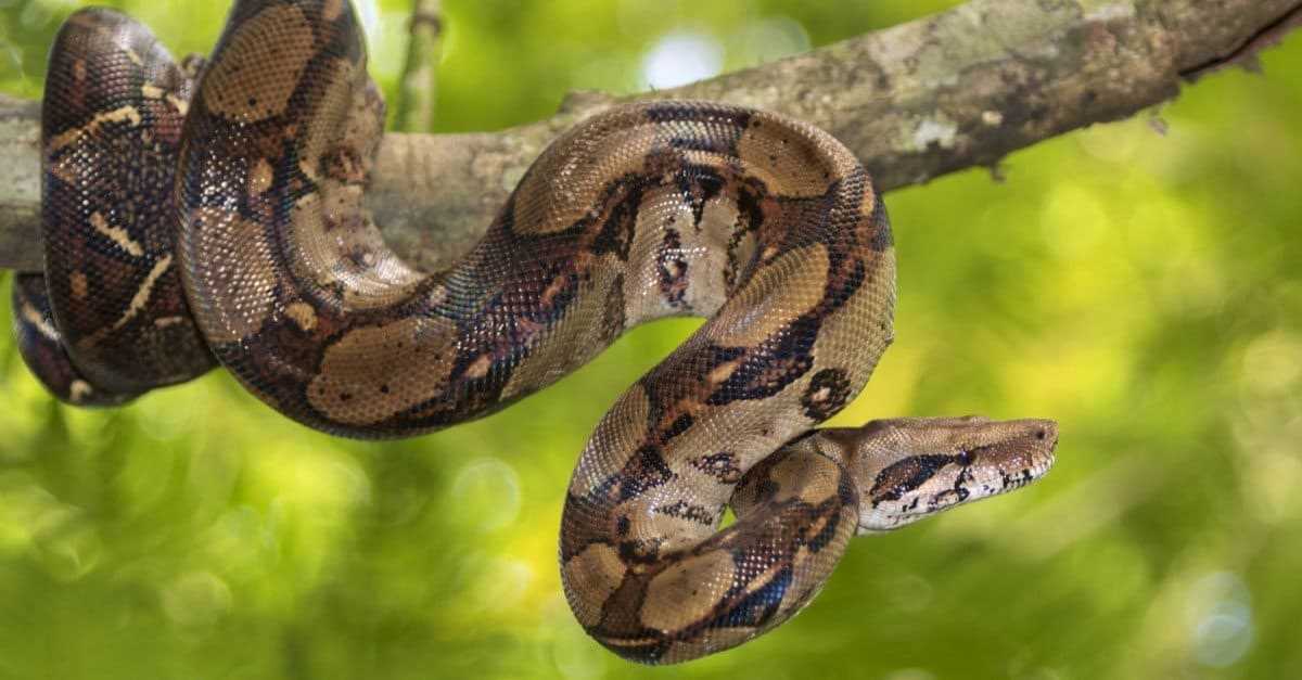 Why Snakes Choose to Lie Next to You: The Surprising Behavior of these Reptiles