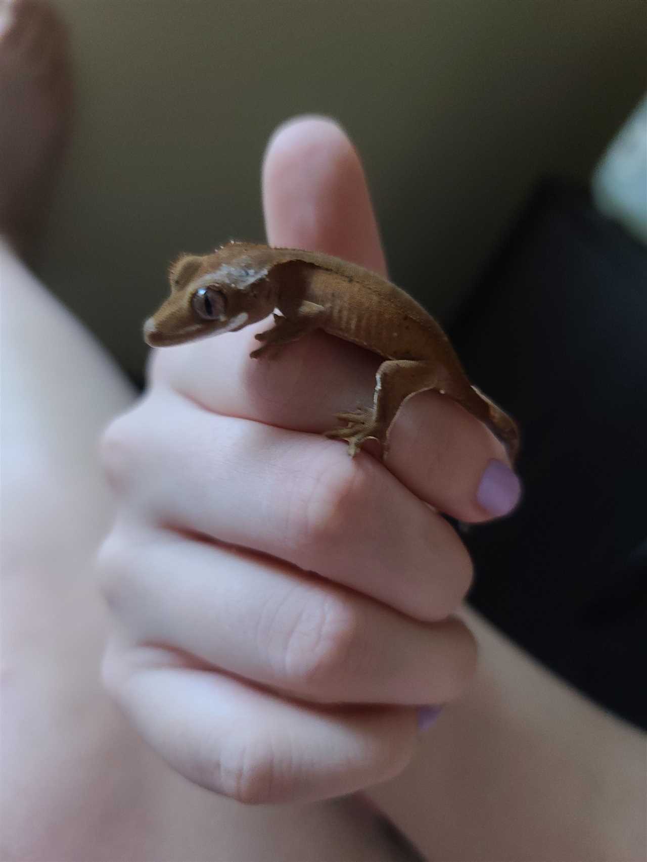 Why is My Crested Gecko Pale? Genetic Influences
