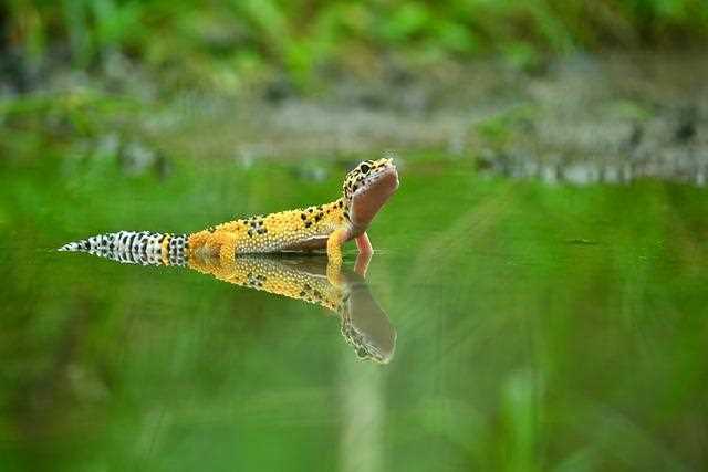 My Leopard Gecko is Turning White: Why It Happens and What It Means