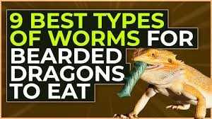 Tips for Choosing High-Quality Worms for Bearded Dragons