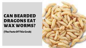 Worms for bearded dragons