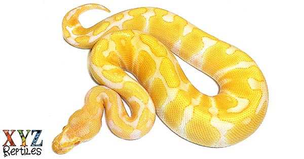 Diet and Feeding of Yellow and White Ball Pythons